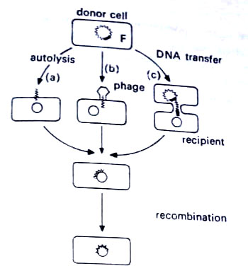 Methods of transfer of DNA from one bacterium to another.